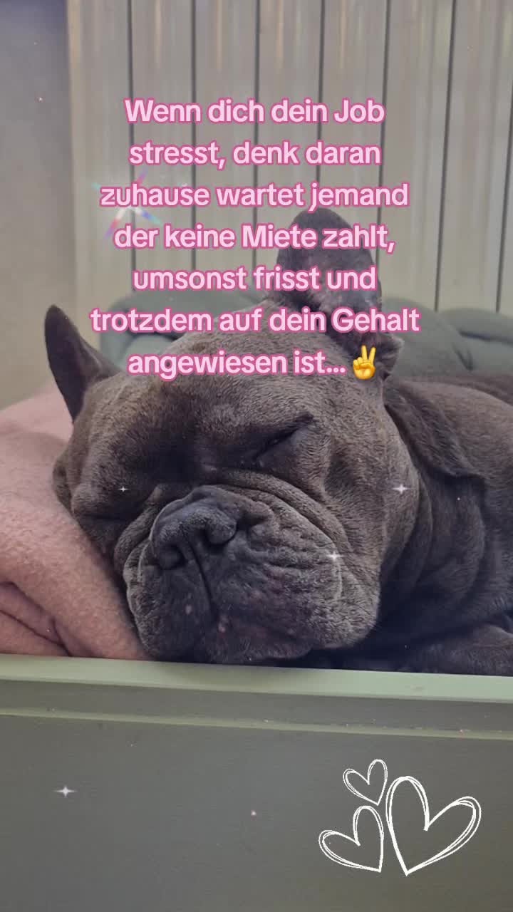 @FrenchieFrieda