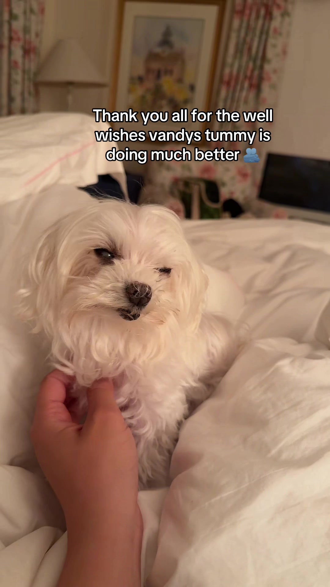 @vivi
