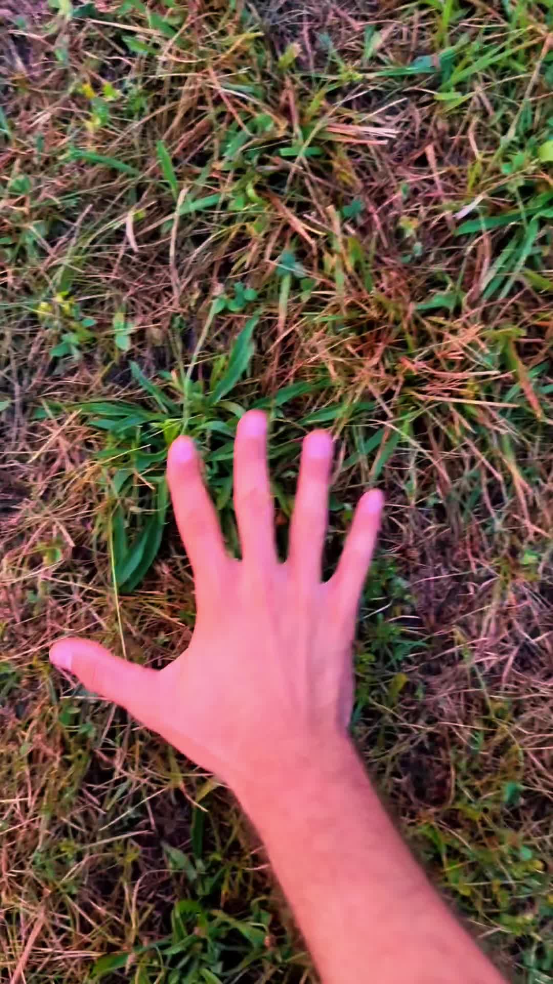 @mega