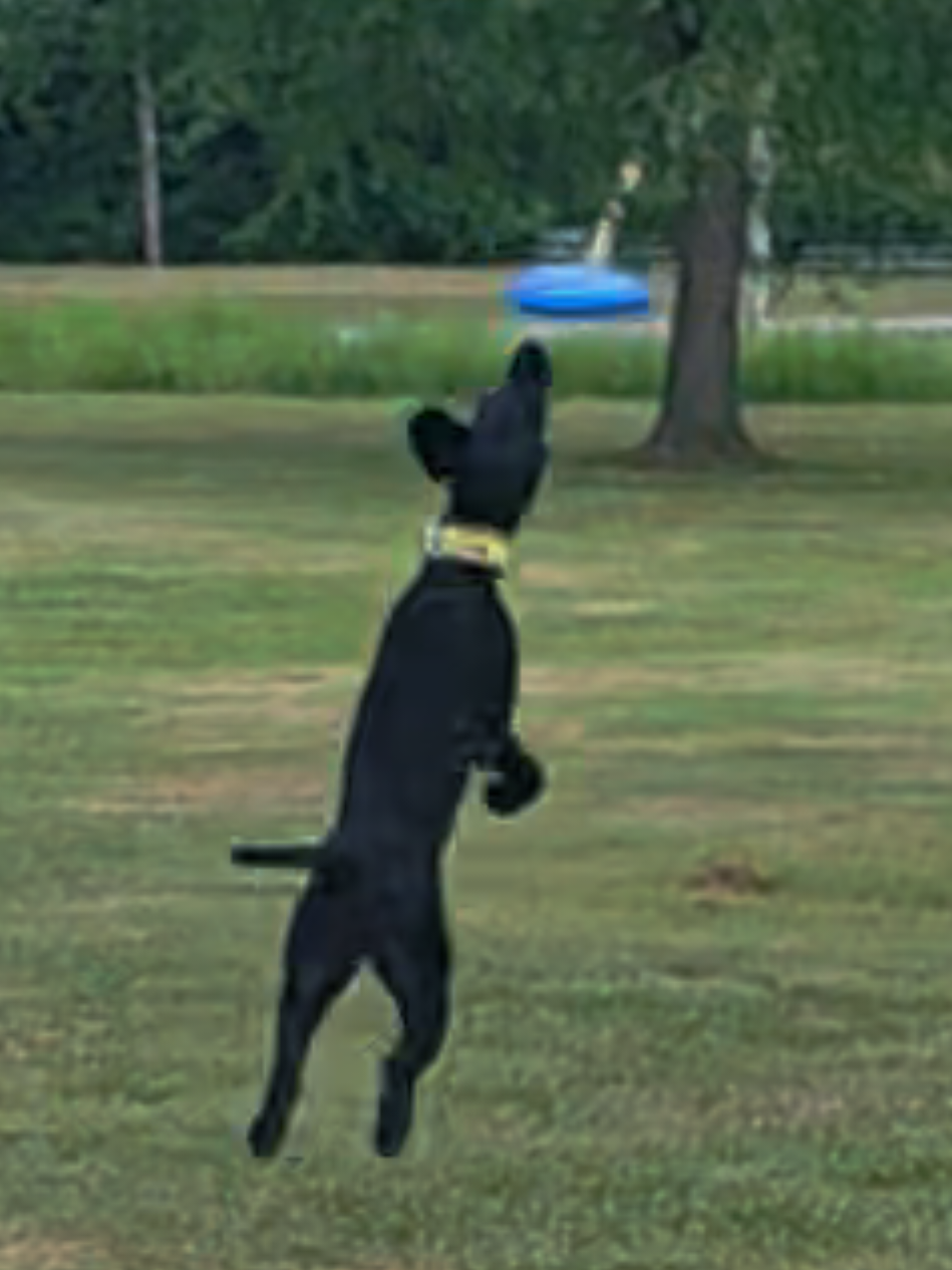 @Canine Wonders Training