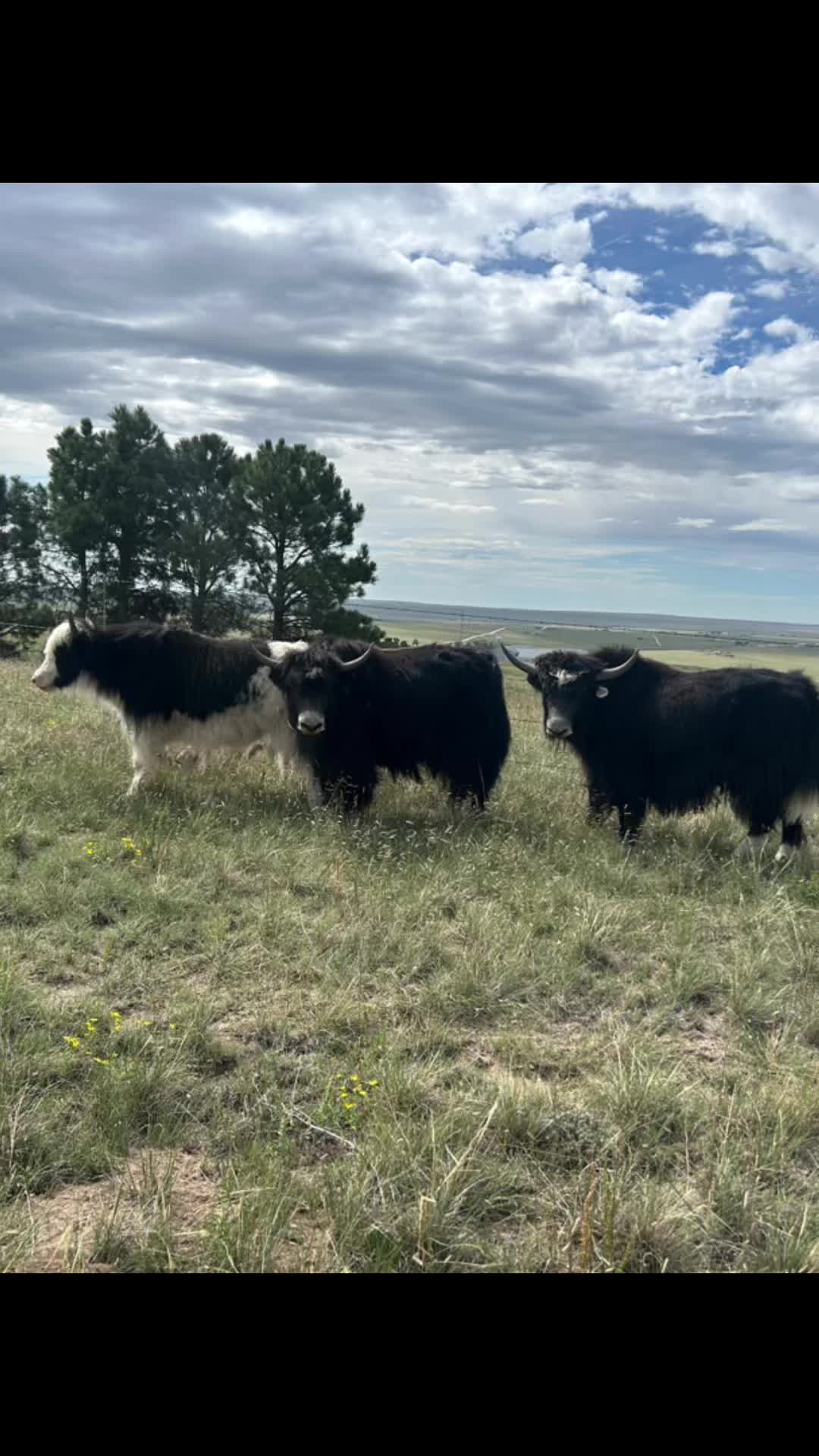 @Yakety Yak Ranch
