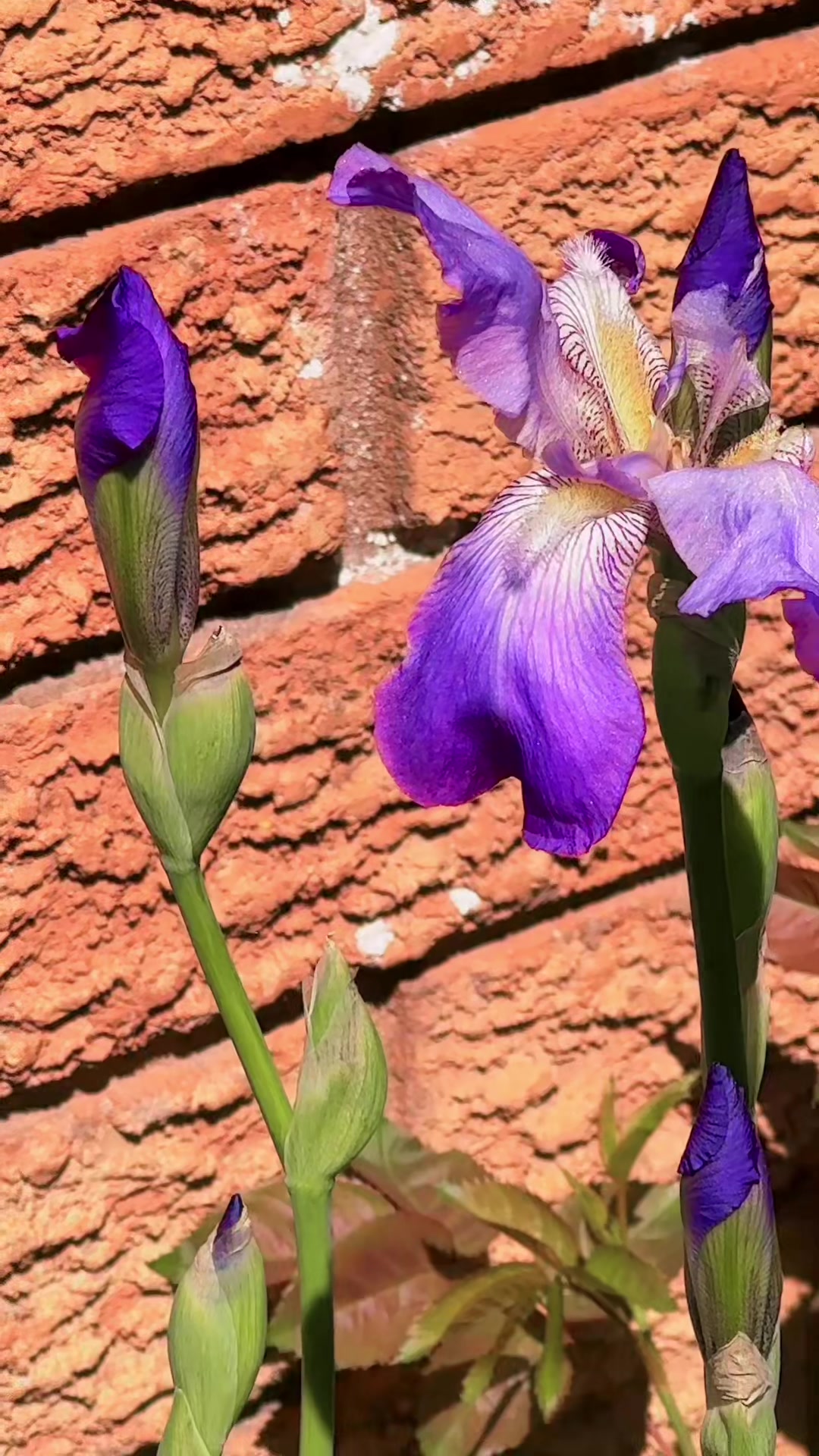 @786ami786