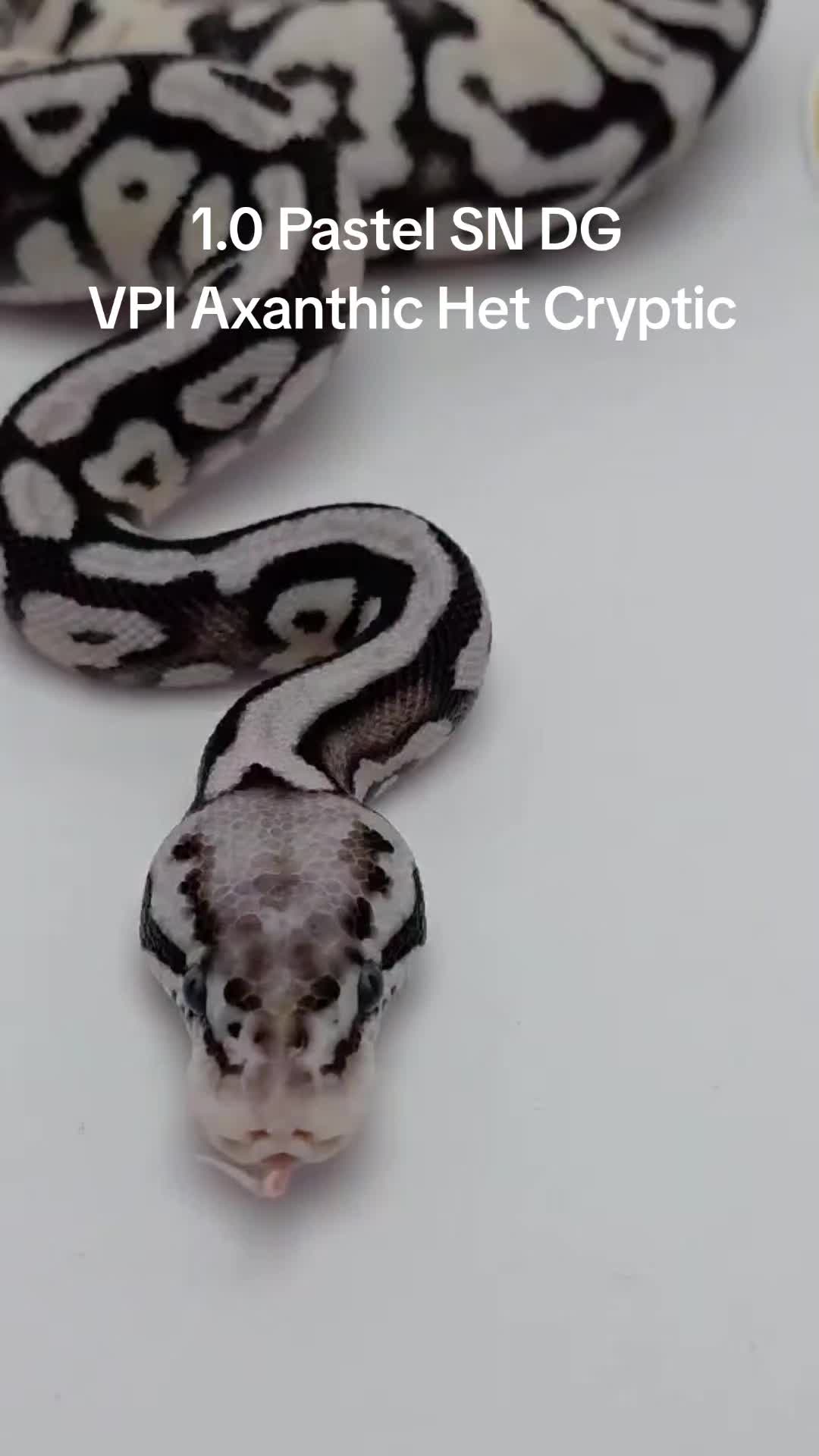 @Proxima Reptilis