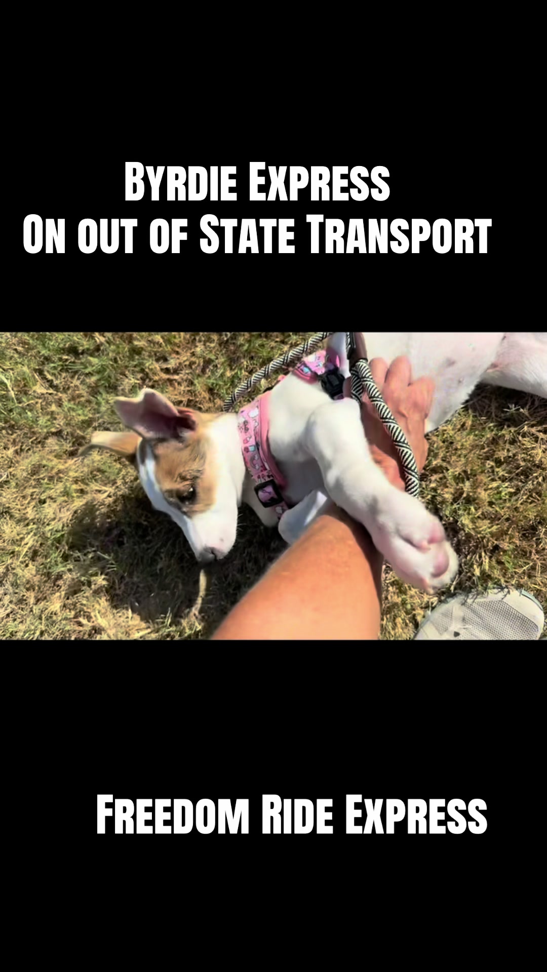 @pawssavingpaws