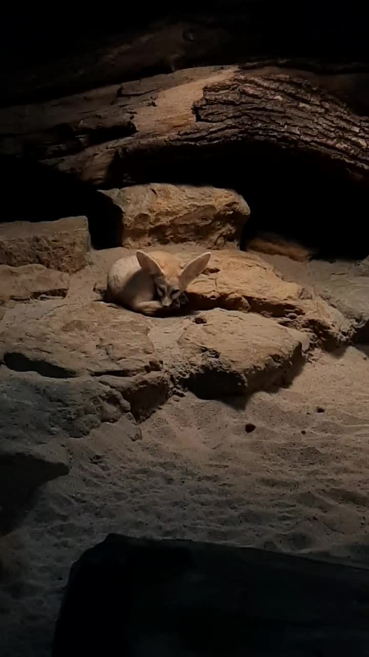 @Avocado_Pig