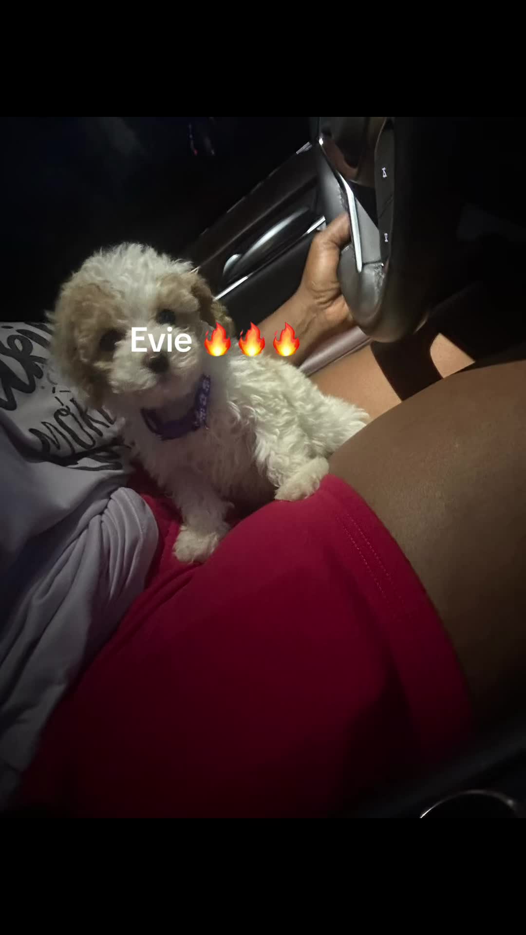 @Shortcake_kennel_2