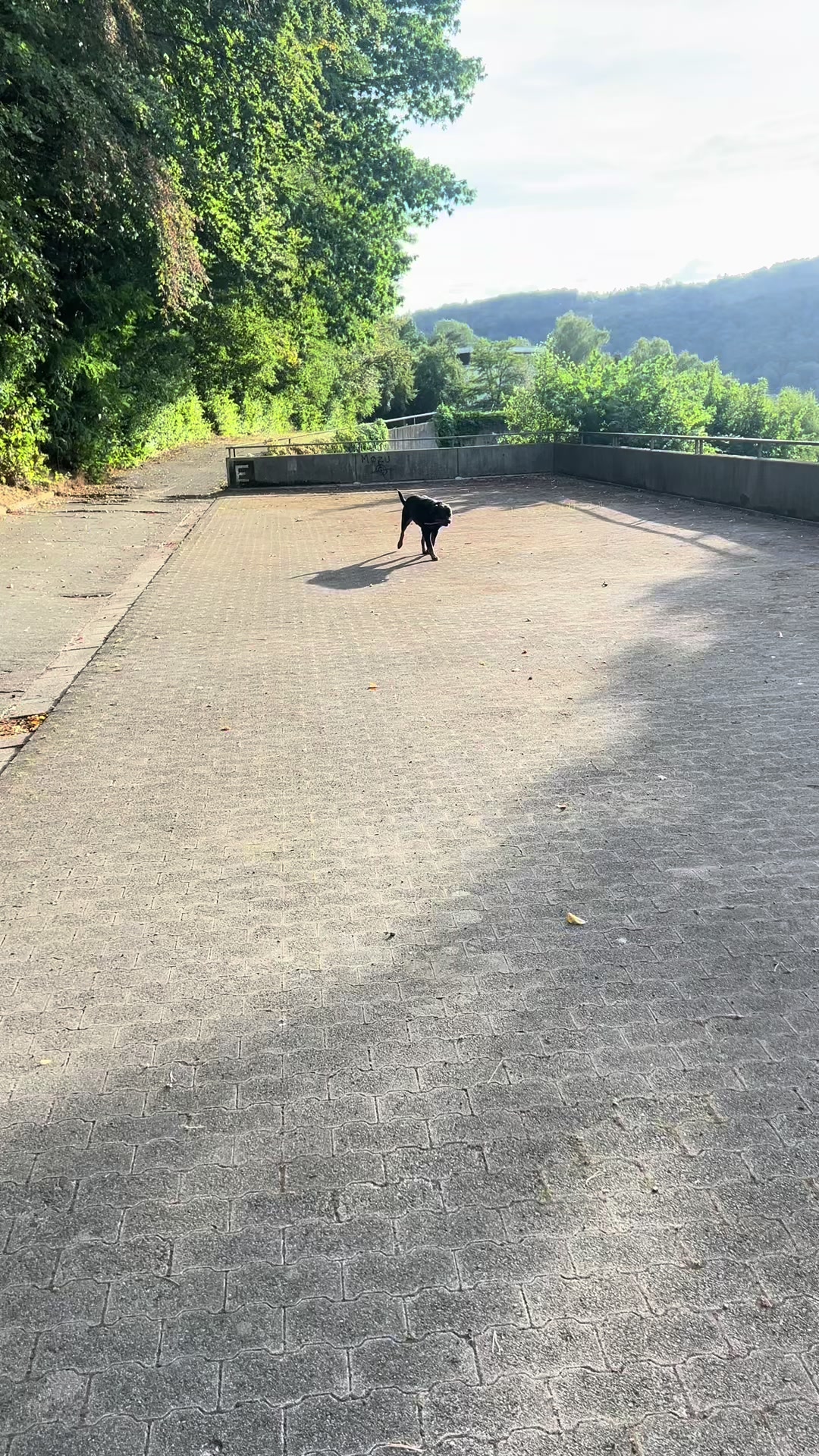 @Lucifer_Rottweiler