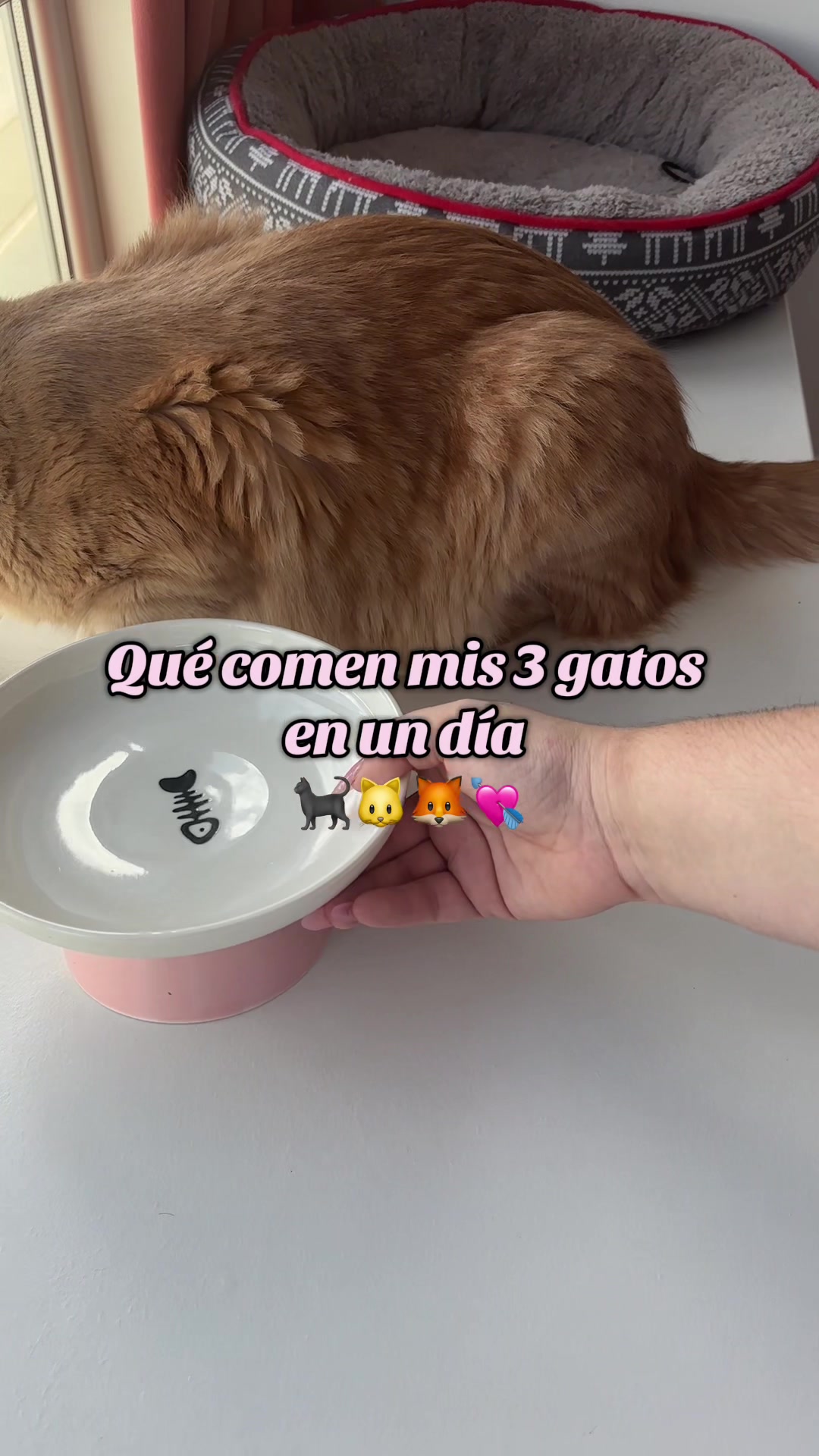 @- Alejandra  🐱💕