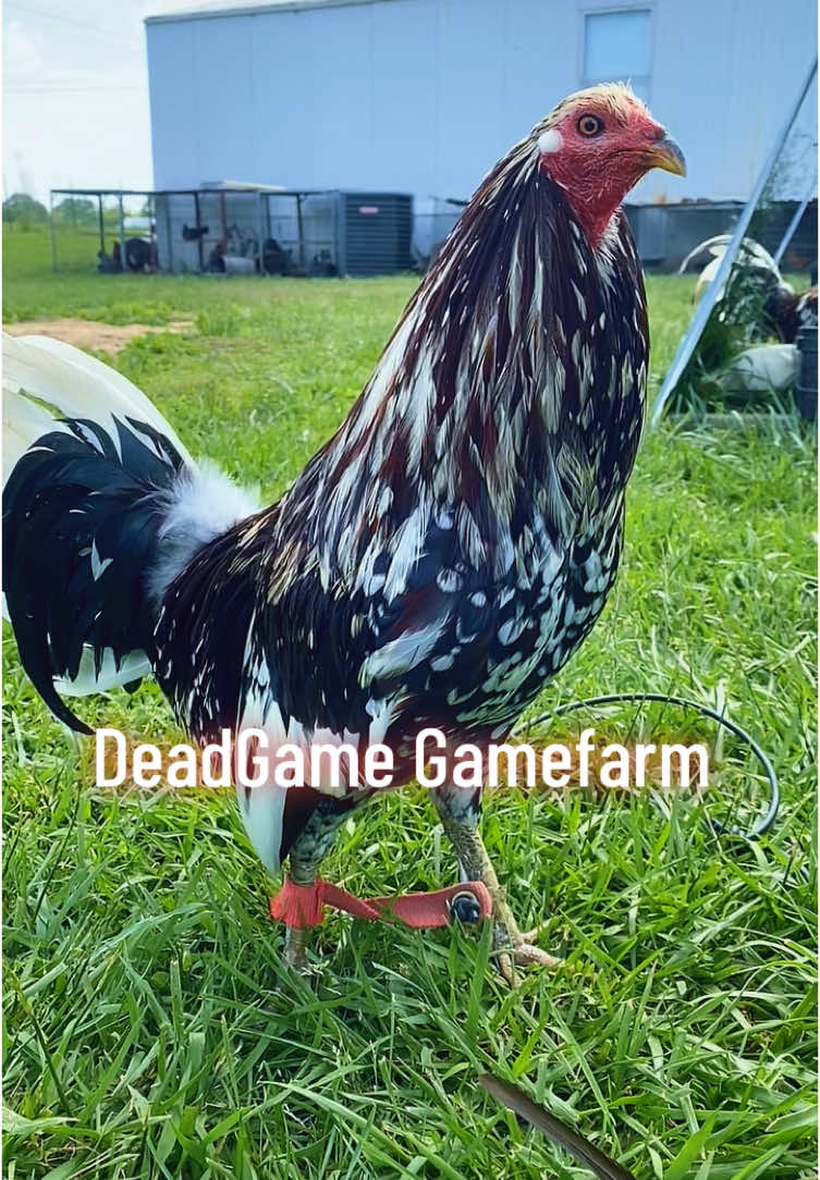 @DeadGame.Gamefarm