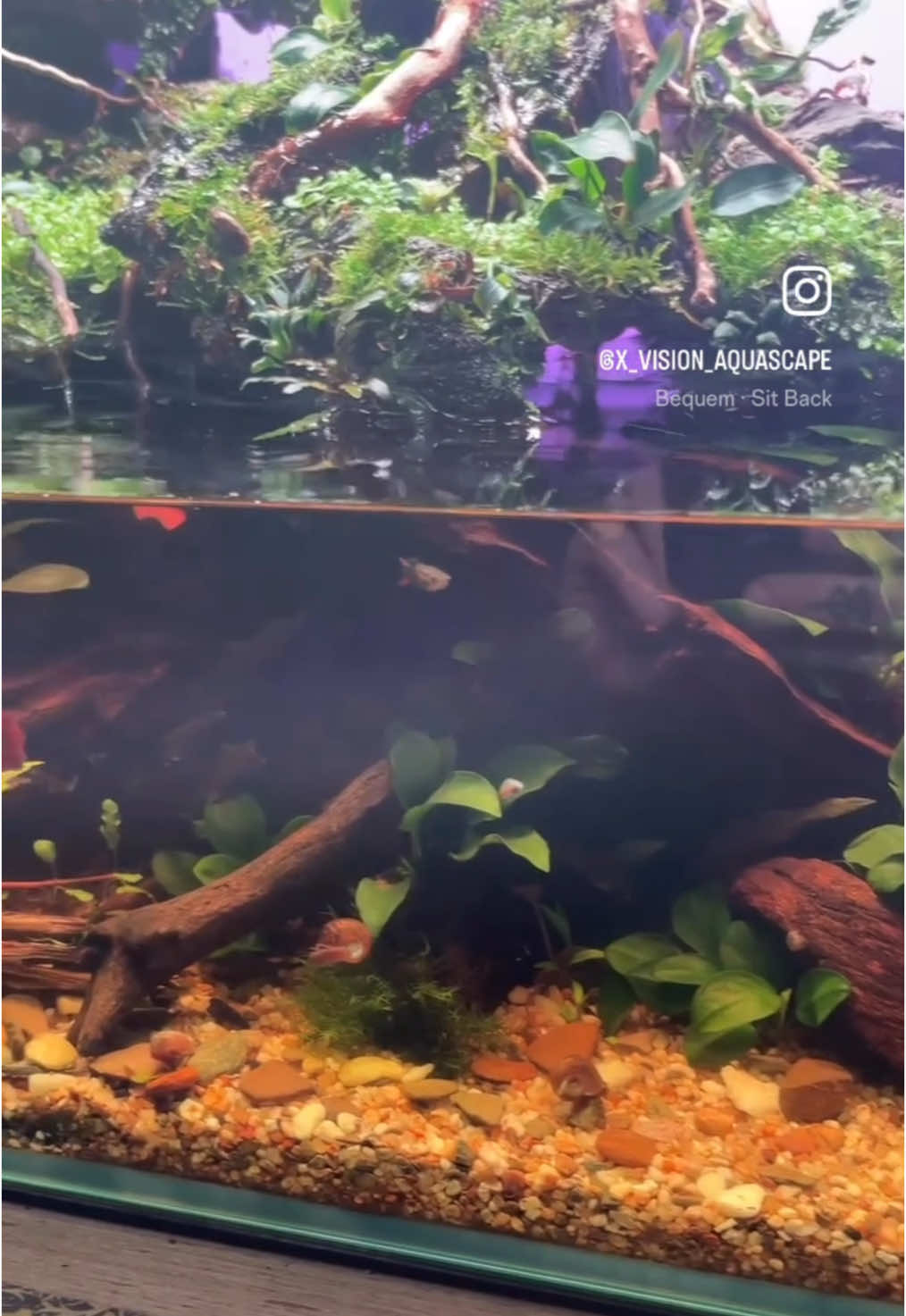 @X_vision_aquascape