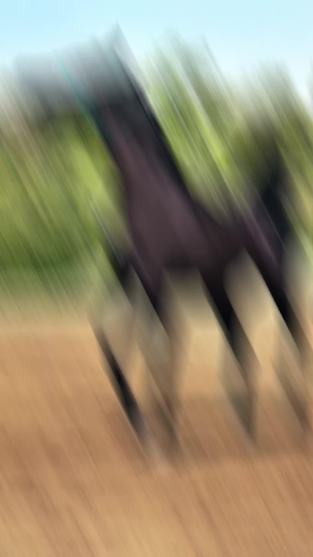 @danihorses2