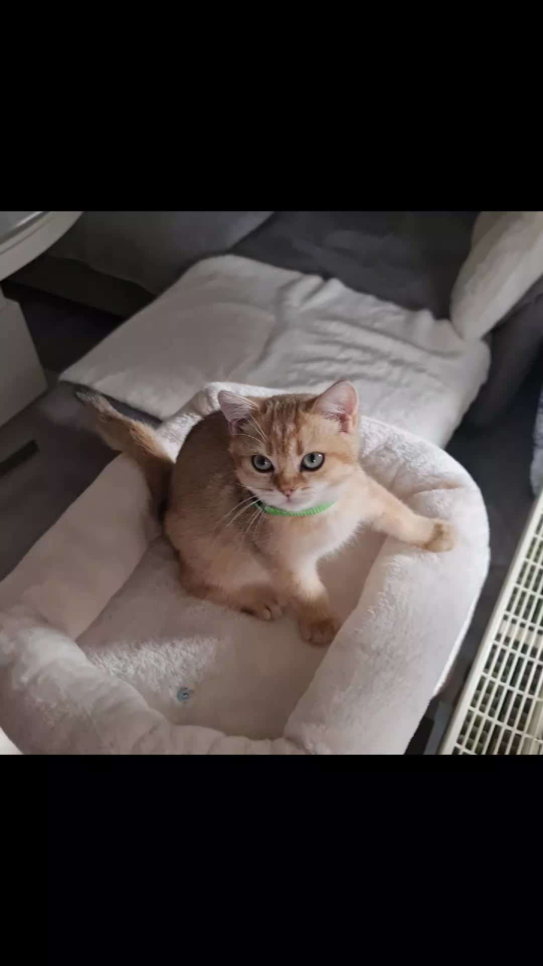 @LanaCats