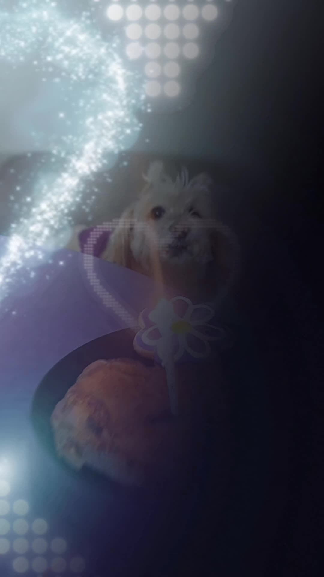 @B Love Pets
