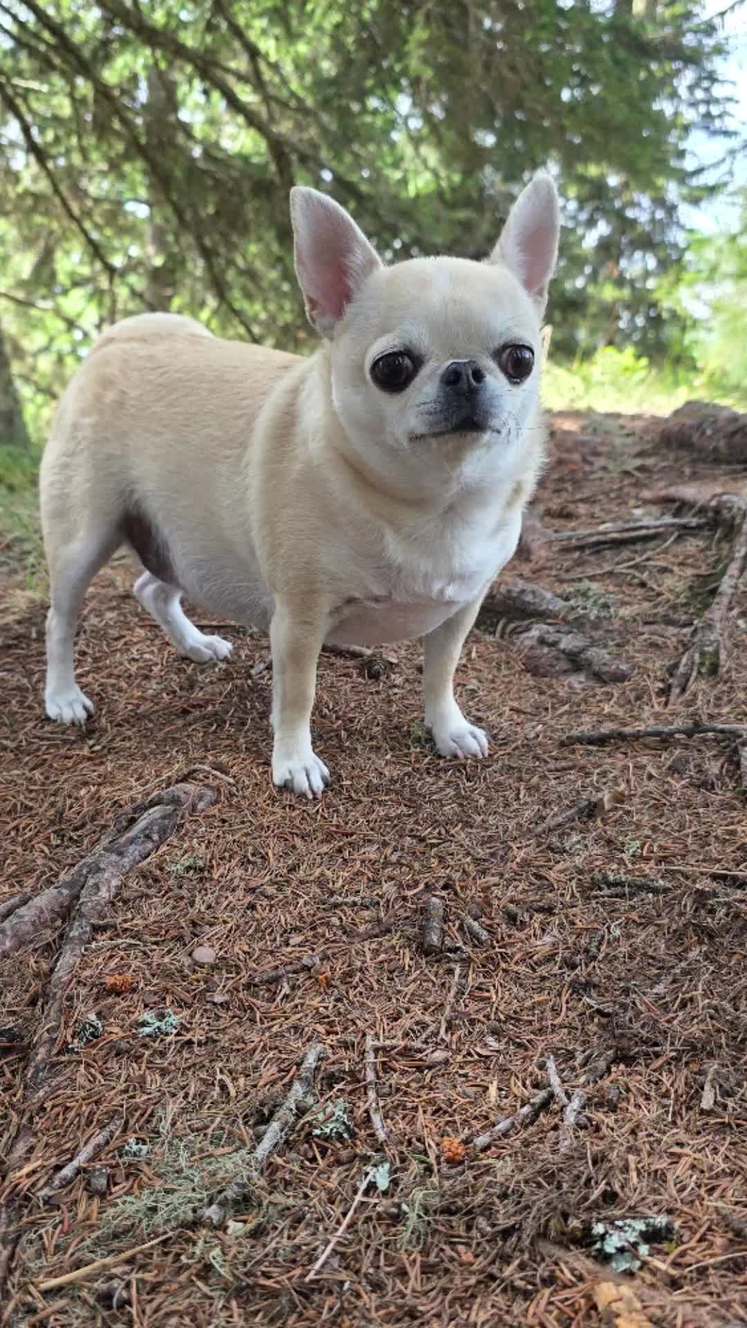 @Camila, a Chihuahua