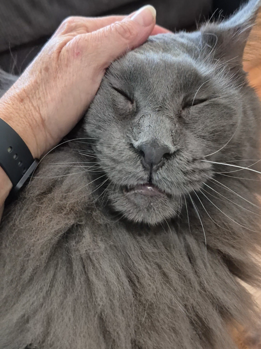 @Ragnar the Maine Coon 🐈