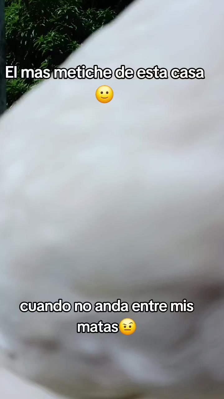 @betsyoficial