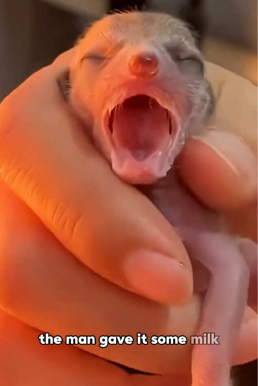 @ZoomieZoo
