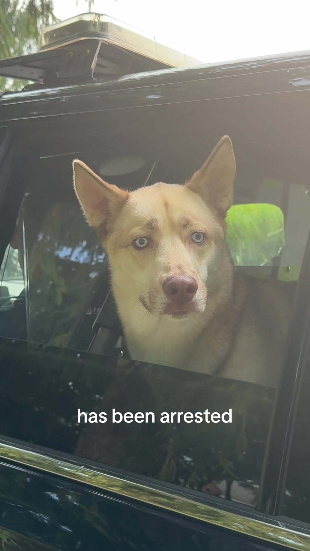 @Finn the Shepsky