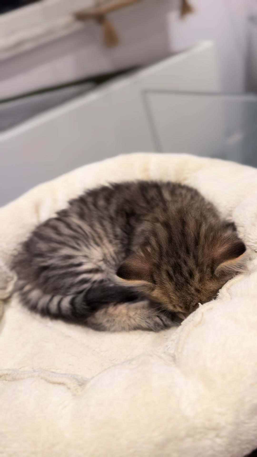 @SiberianRiver Cattery Uk