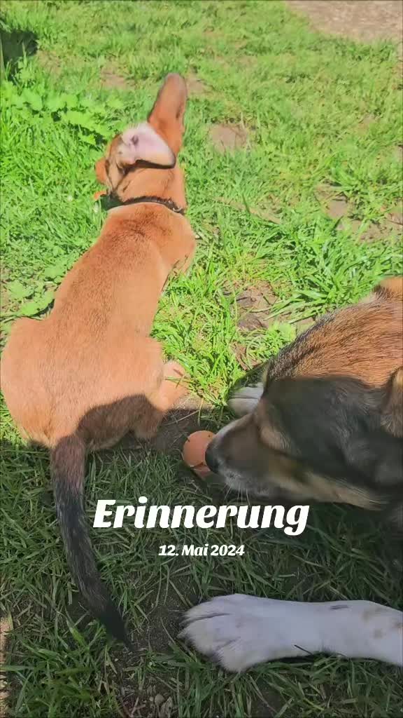 @Mely's Roxy 🐕💔SondelDrache🐉