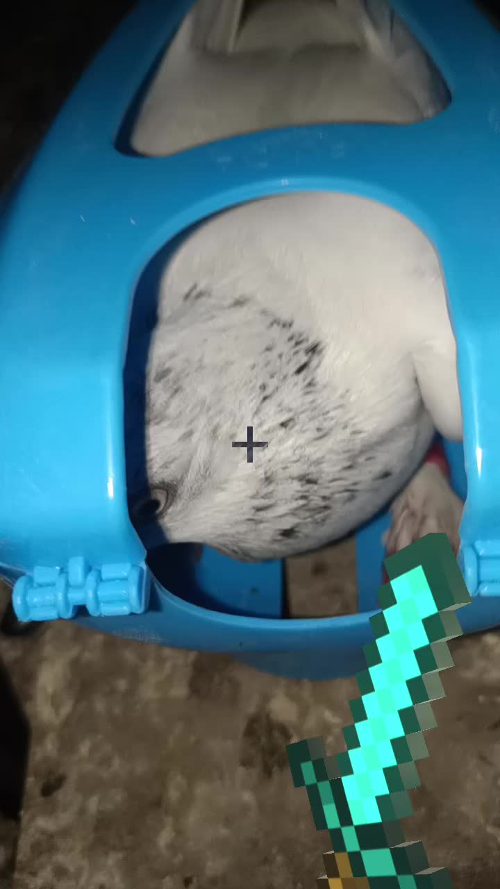 @Pigeon_which_unusual3