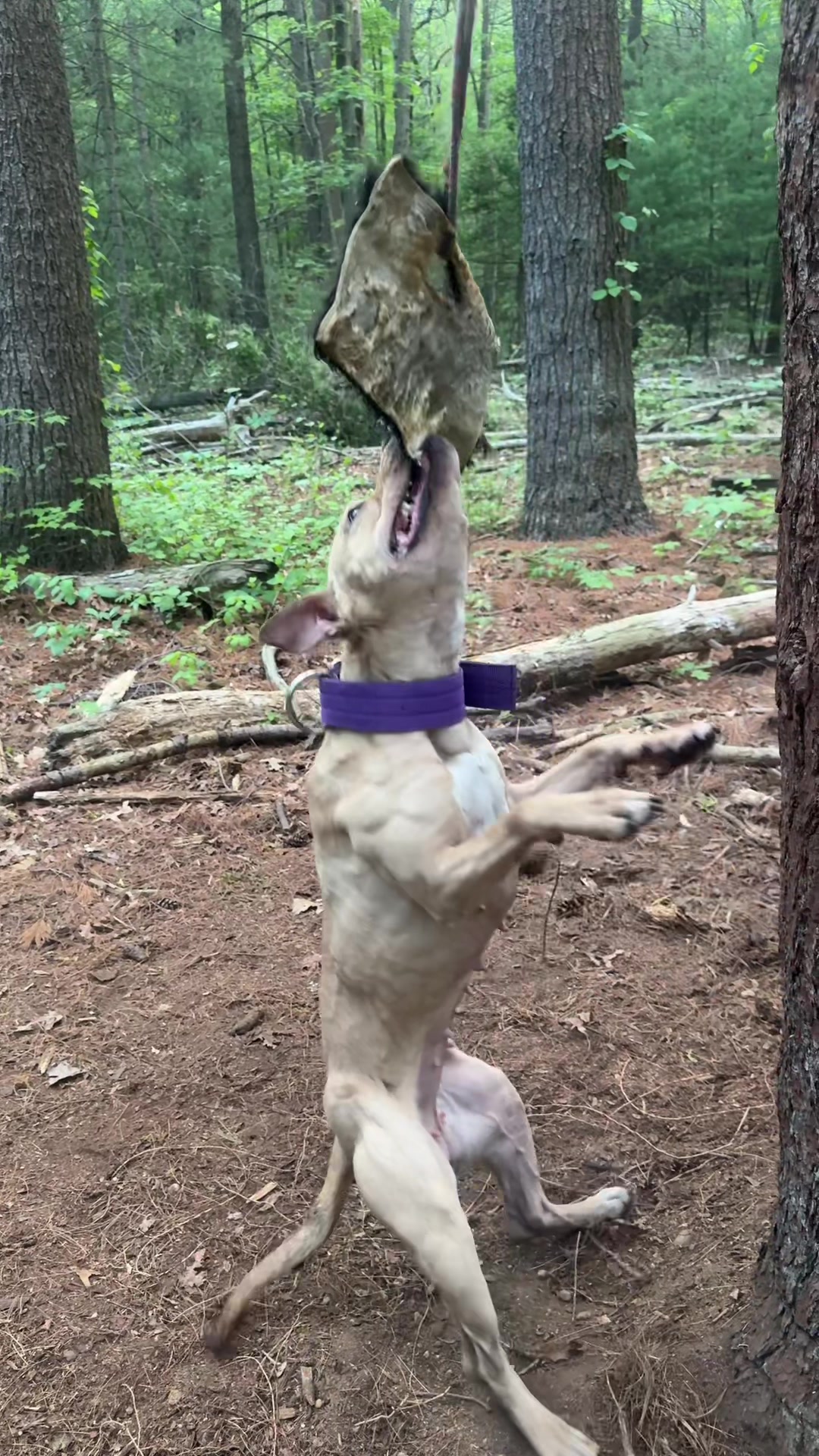 @Rocha_apbt