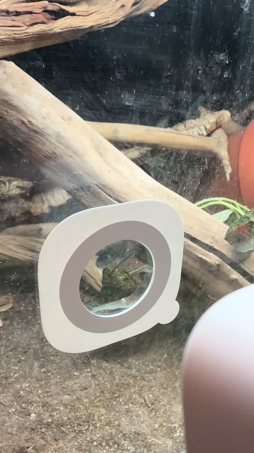 @Katie | my personal zoo 🦎🐰