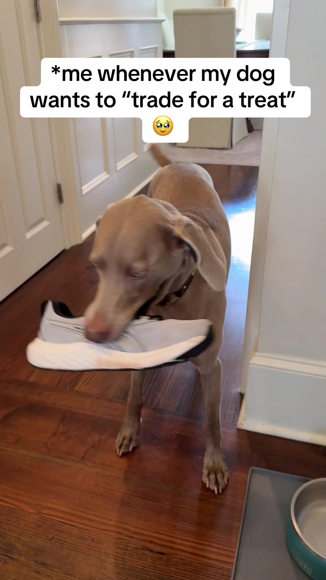 @Zoey the Weim