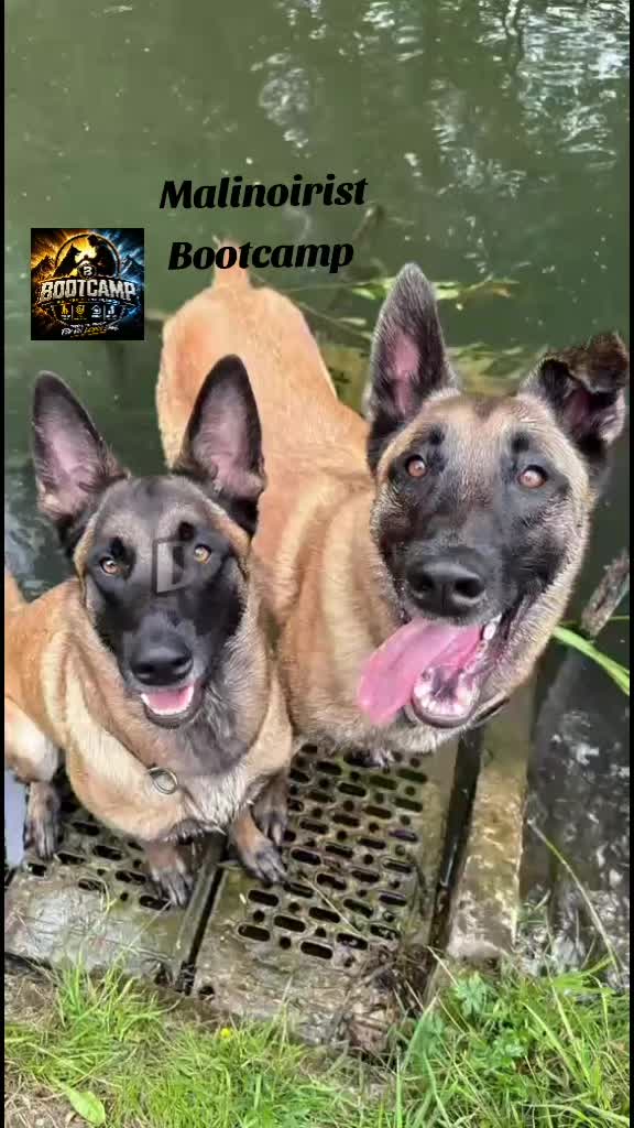 @Malinoirist Bootcamp