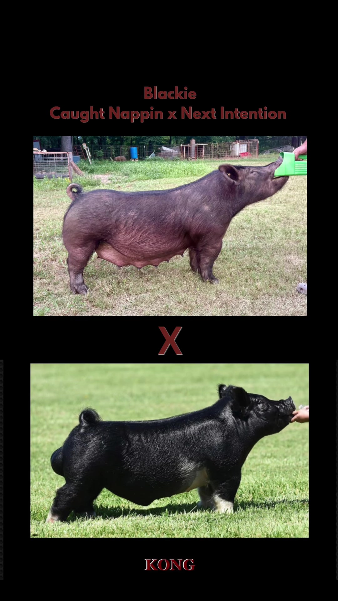 @JD Genetics (Rachel)