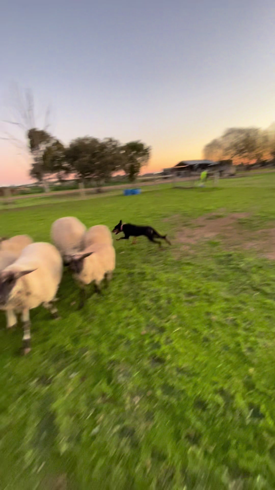 @SouthernDreamin Kelpie stud