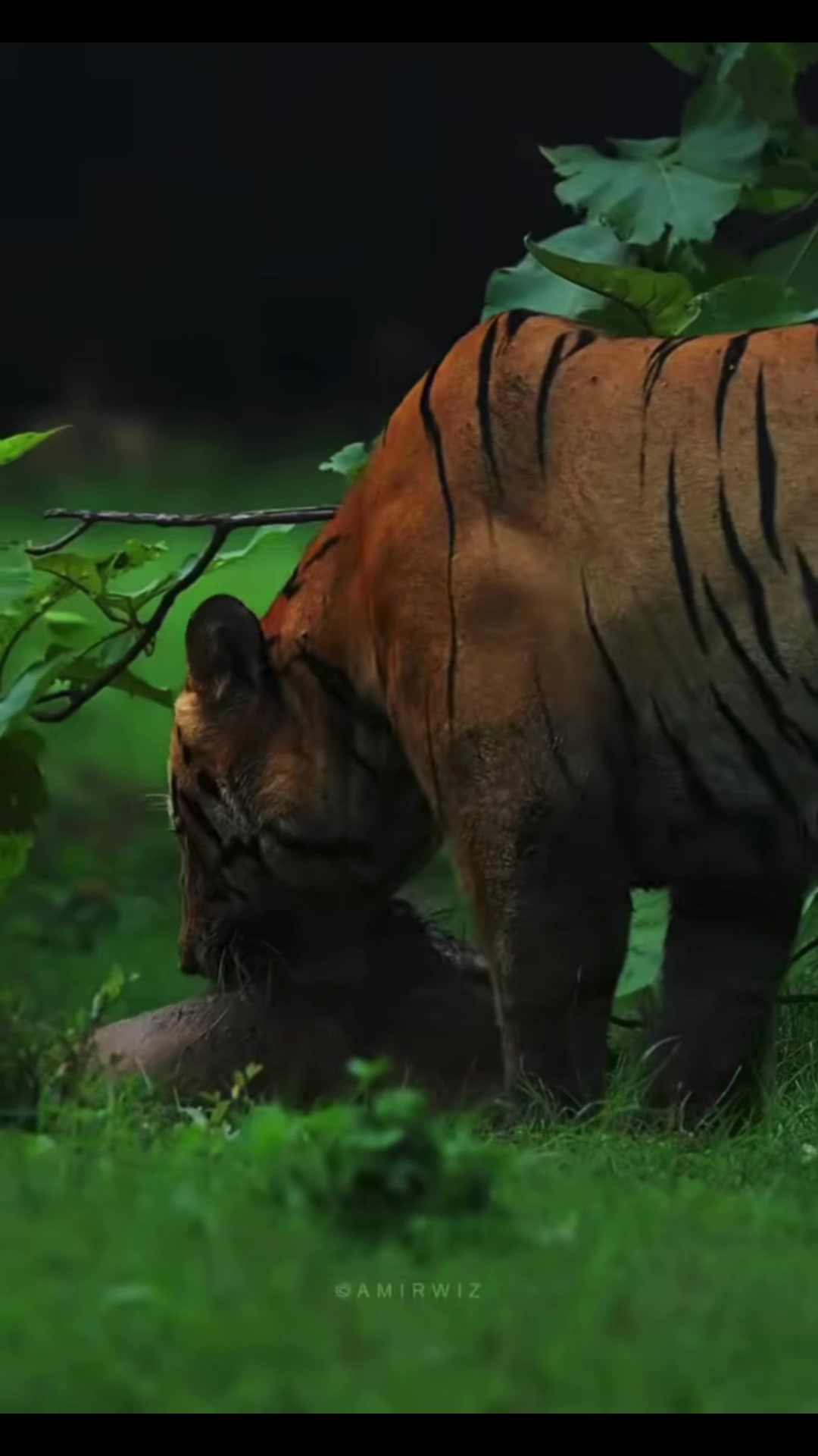 @𝘛𝘪𝘨𝘳𝘦𝘴𝘴 ⌗ 🐅