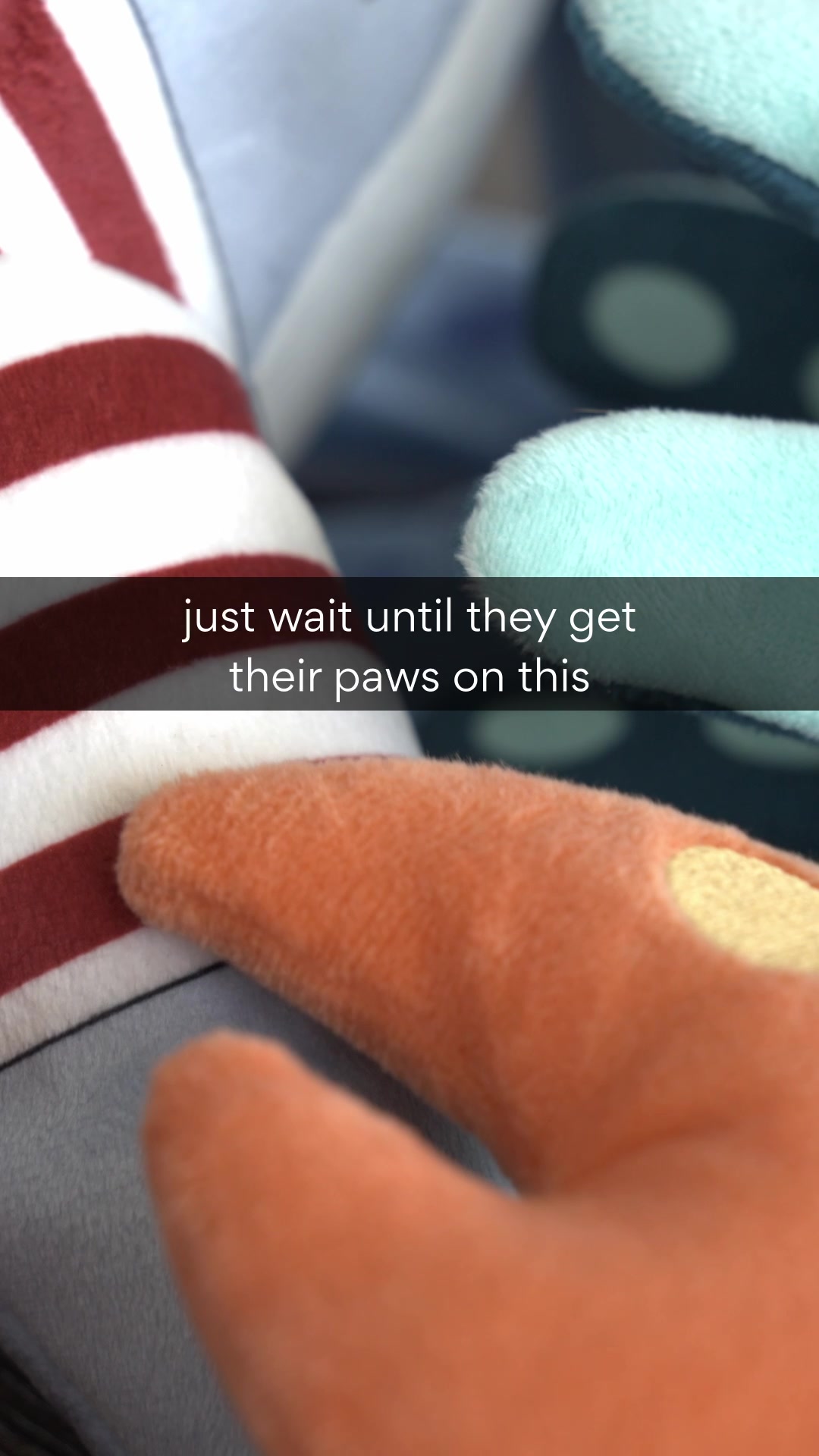 @Chewy