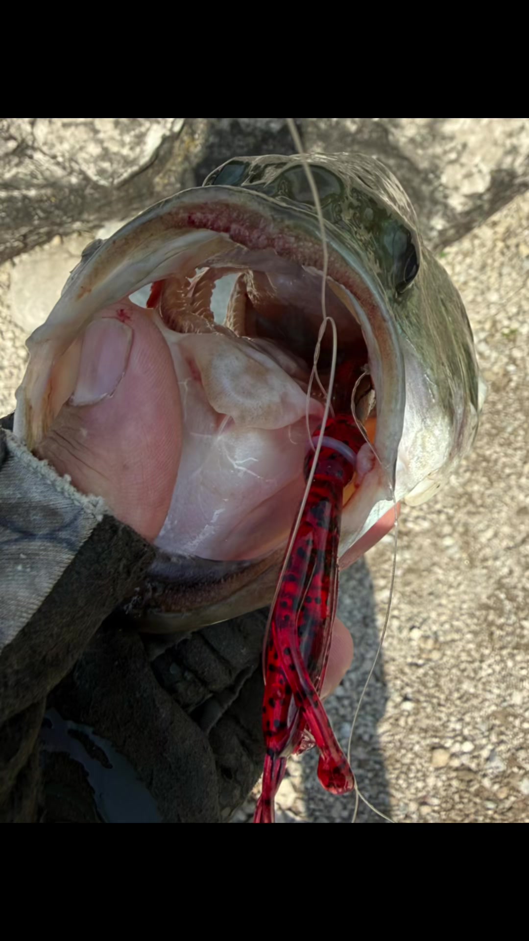 @Get Ugly Fishing&trade;