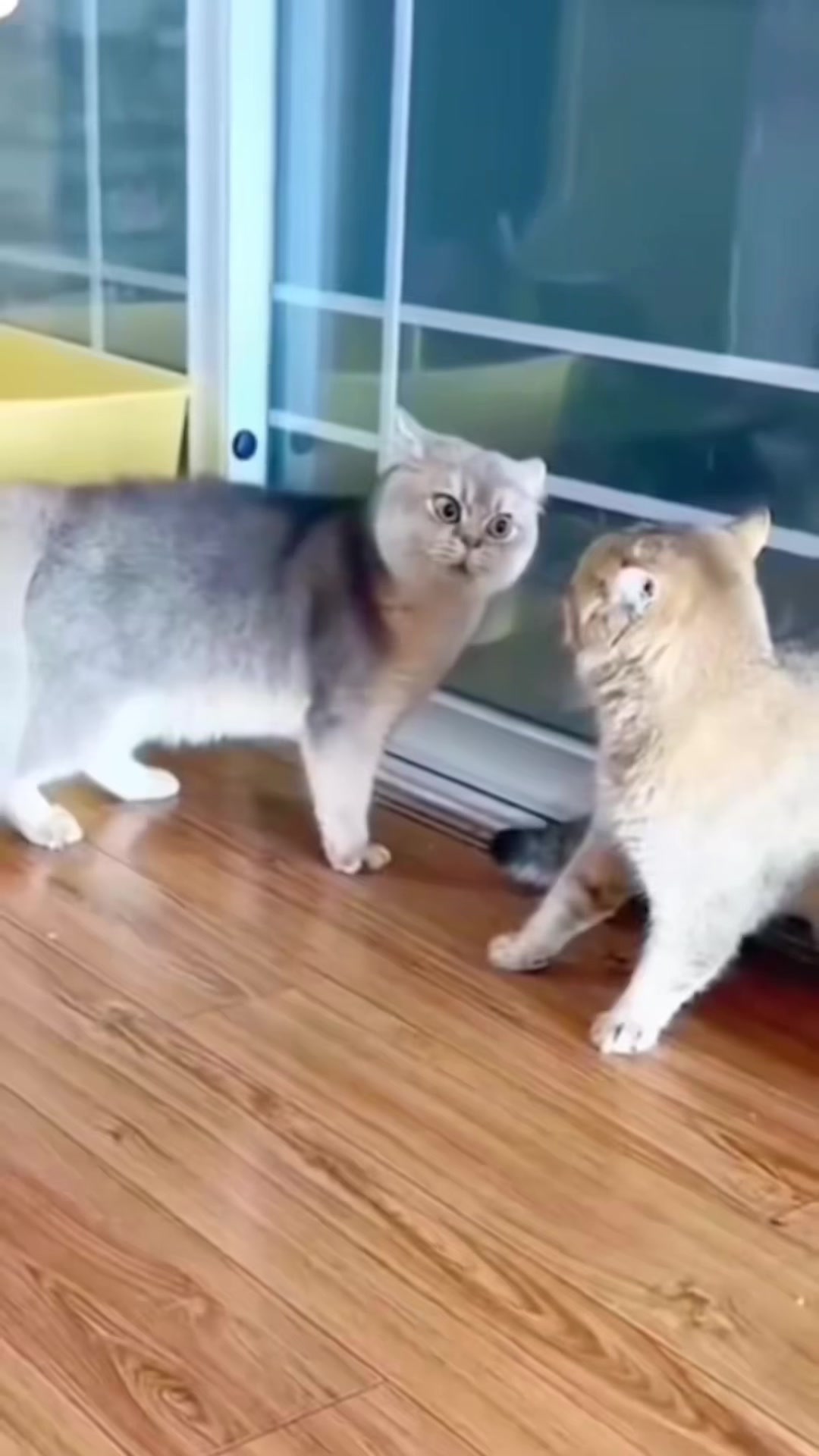 @Sultan🖤