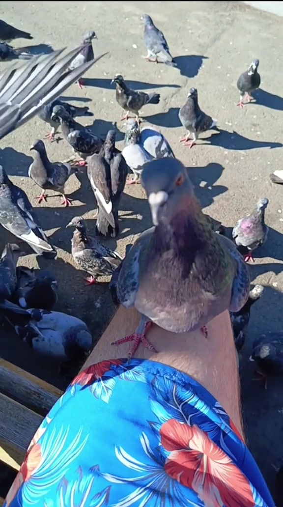 @sigeonpex