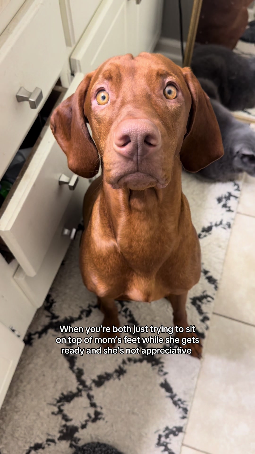 @Tycho the vizsla
