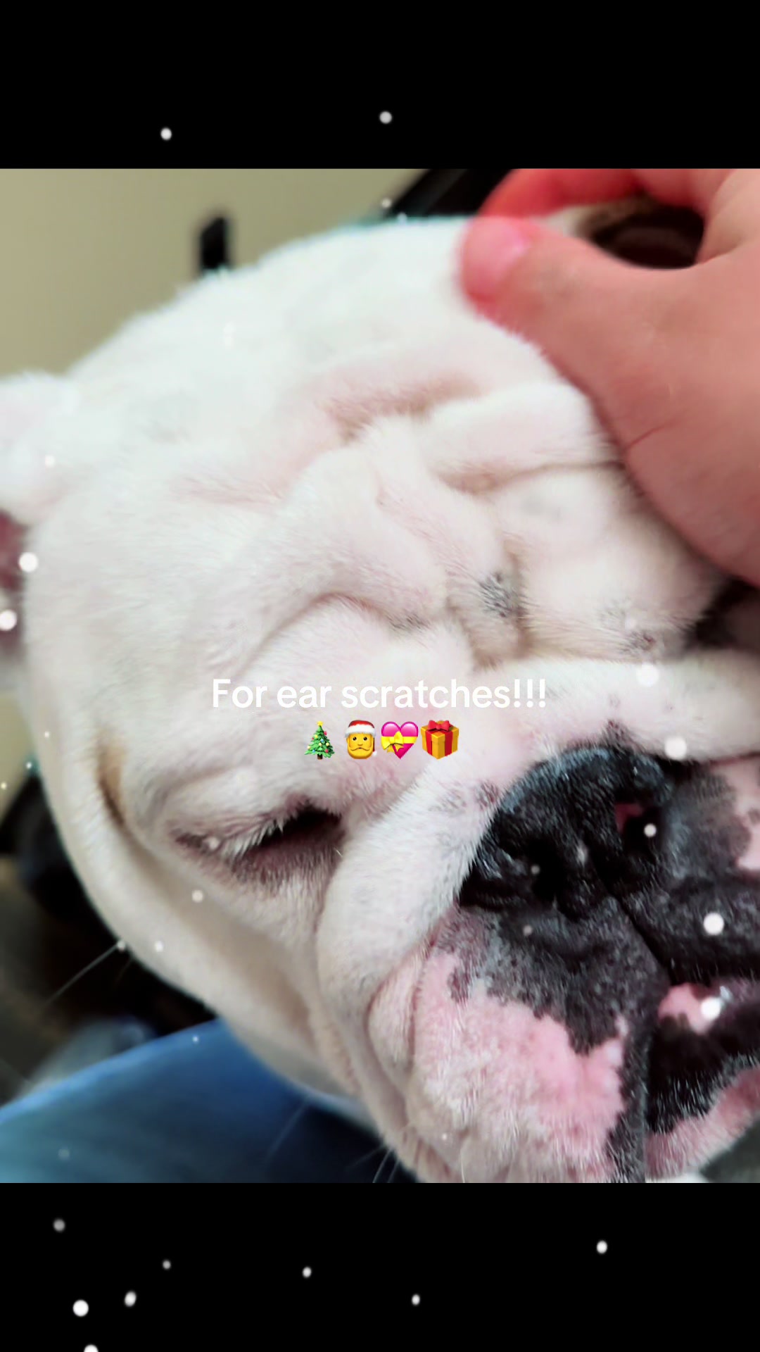 @PanchoTheEnglishBulldog