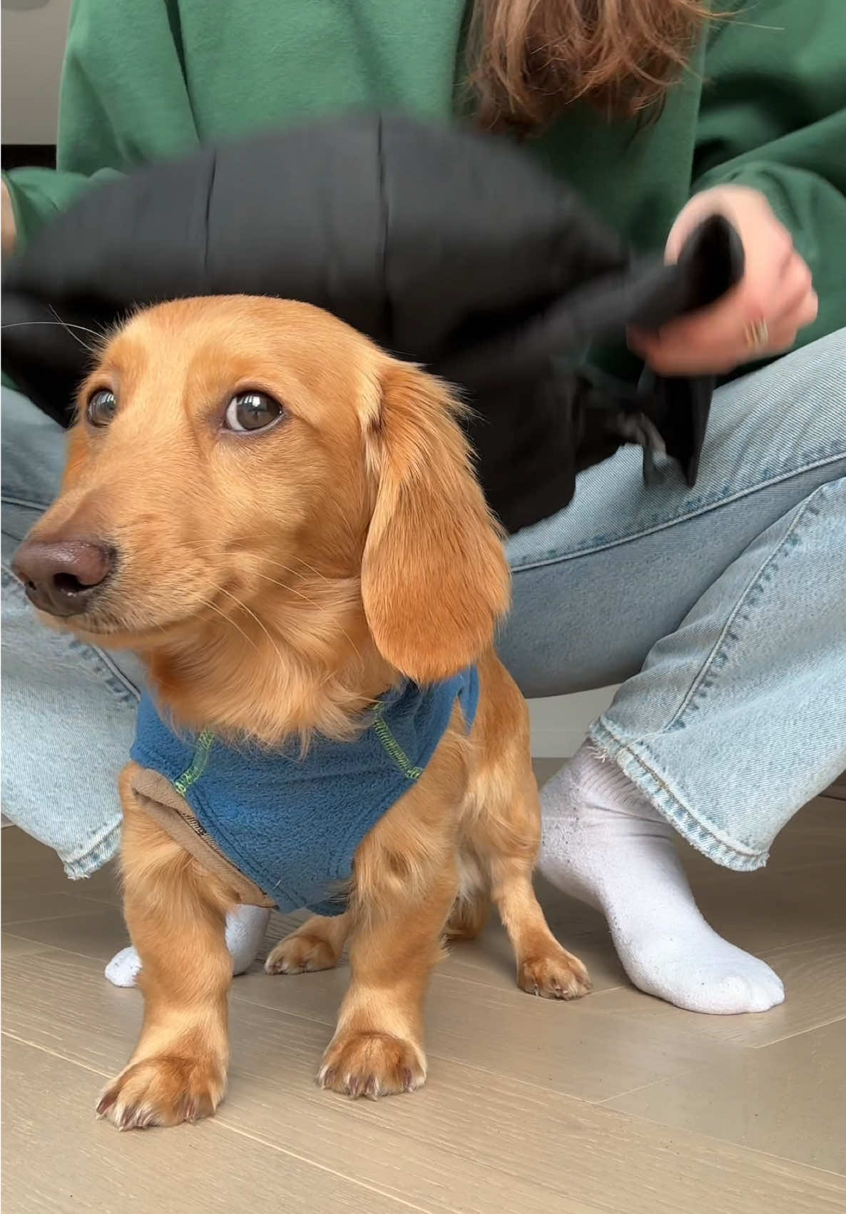 @cashewdachshund