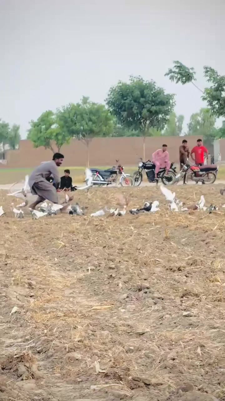 @عدیل رحمن لیہ وال کبوتر باز