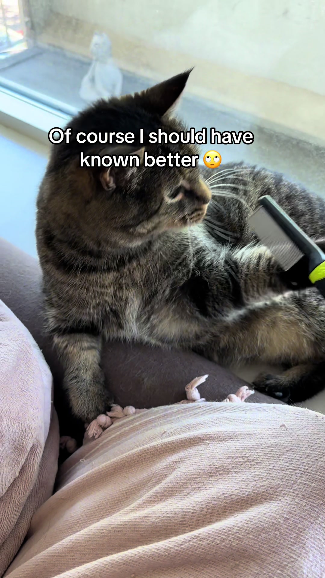 @Joep_the_ rescuecat
