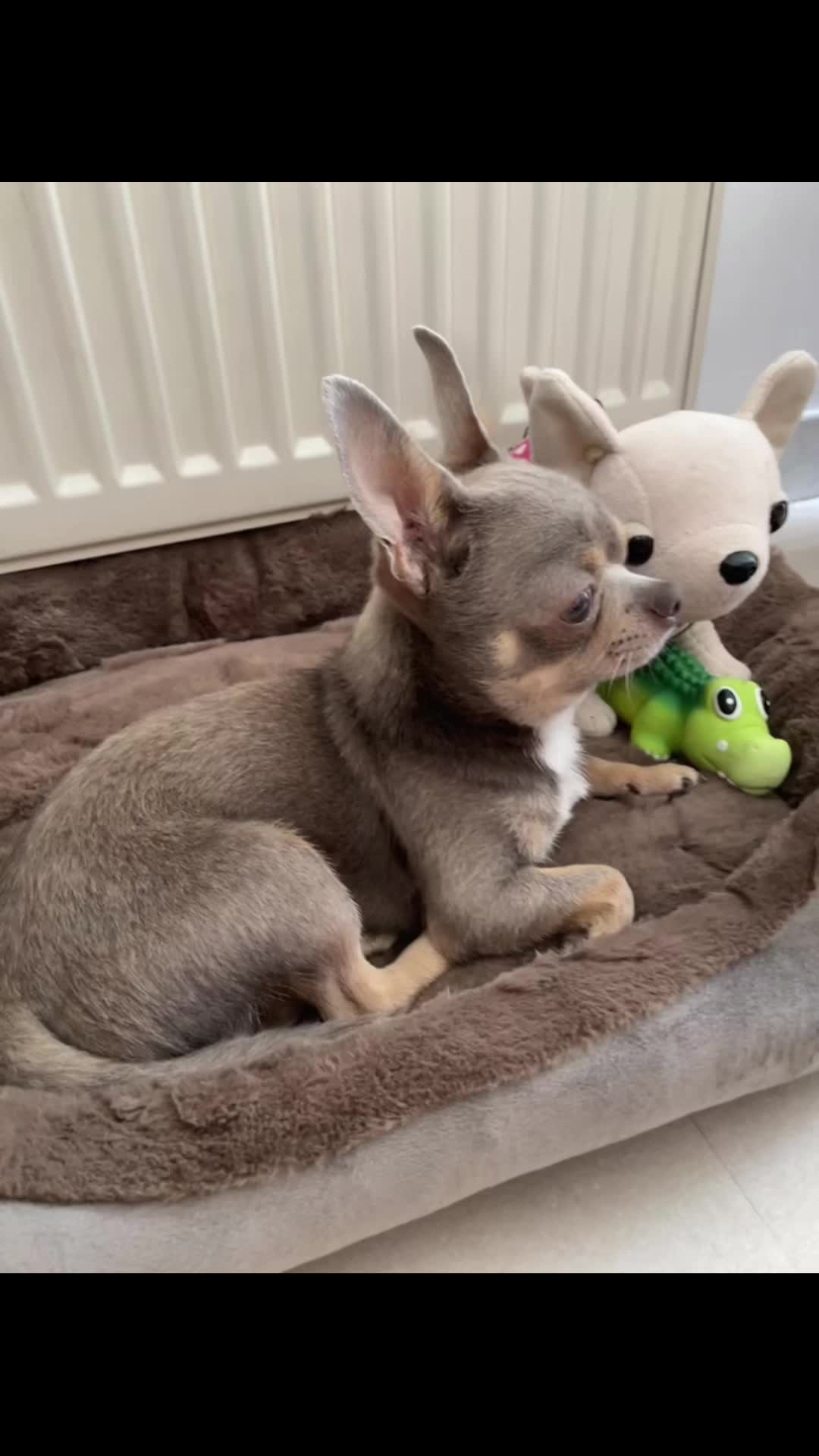 @Mr Roger Chihuahua