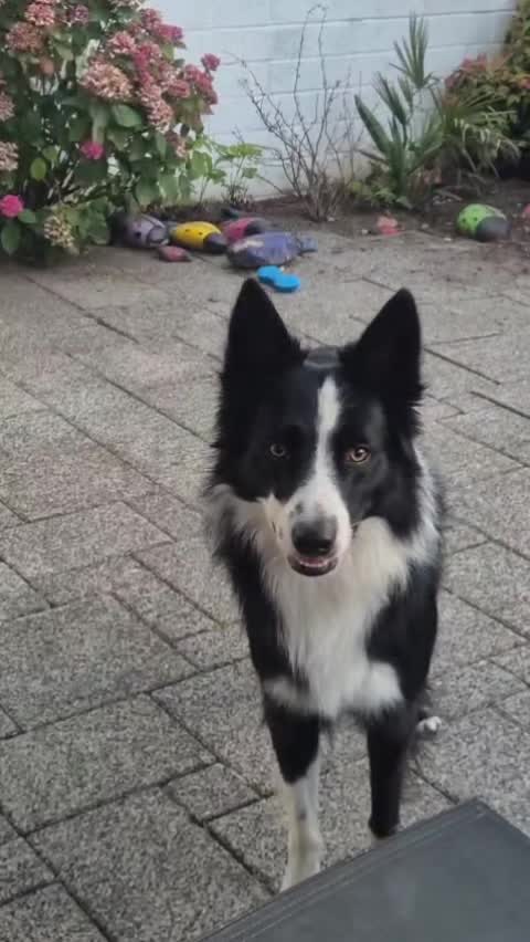 @dreamteam.agility