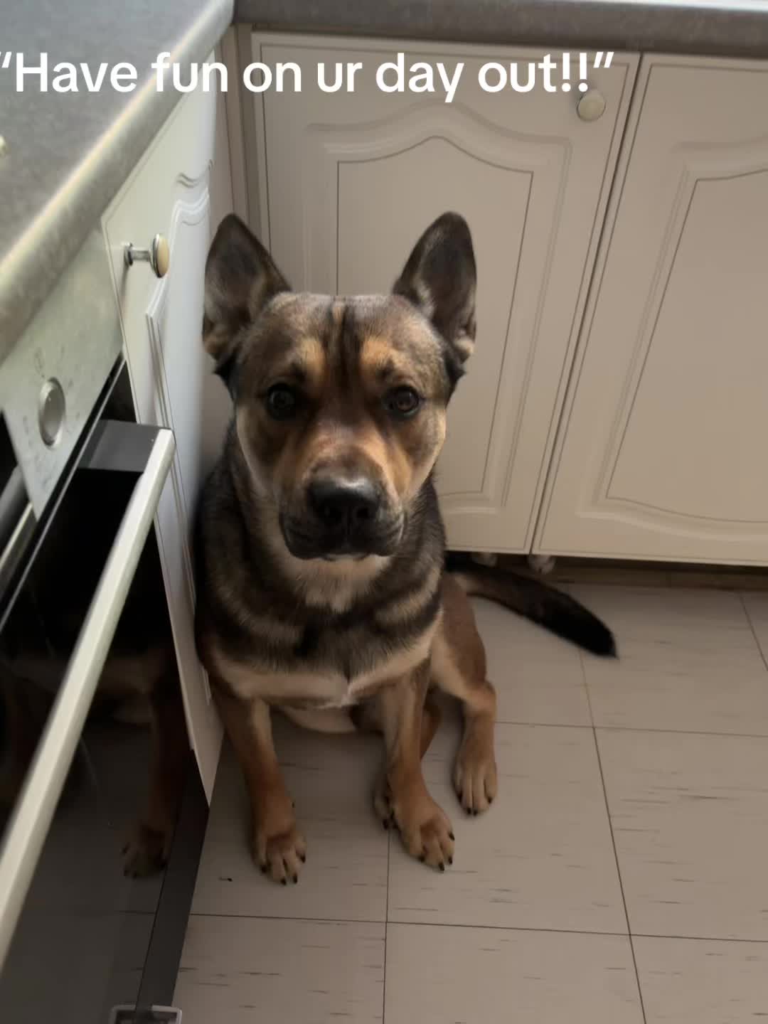 @RockyTheMutt