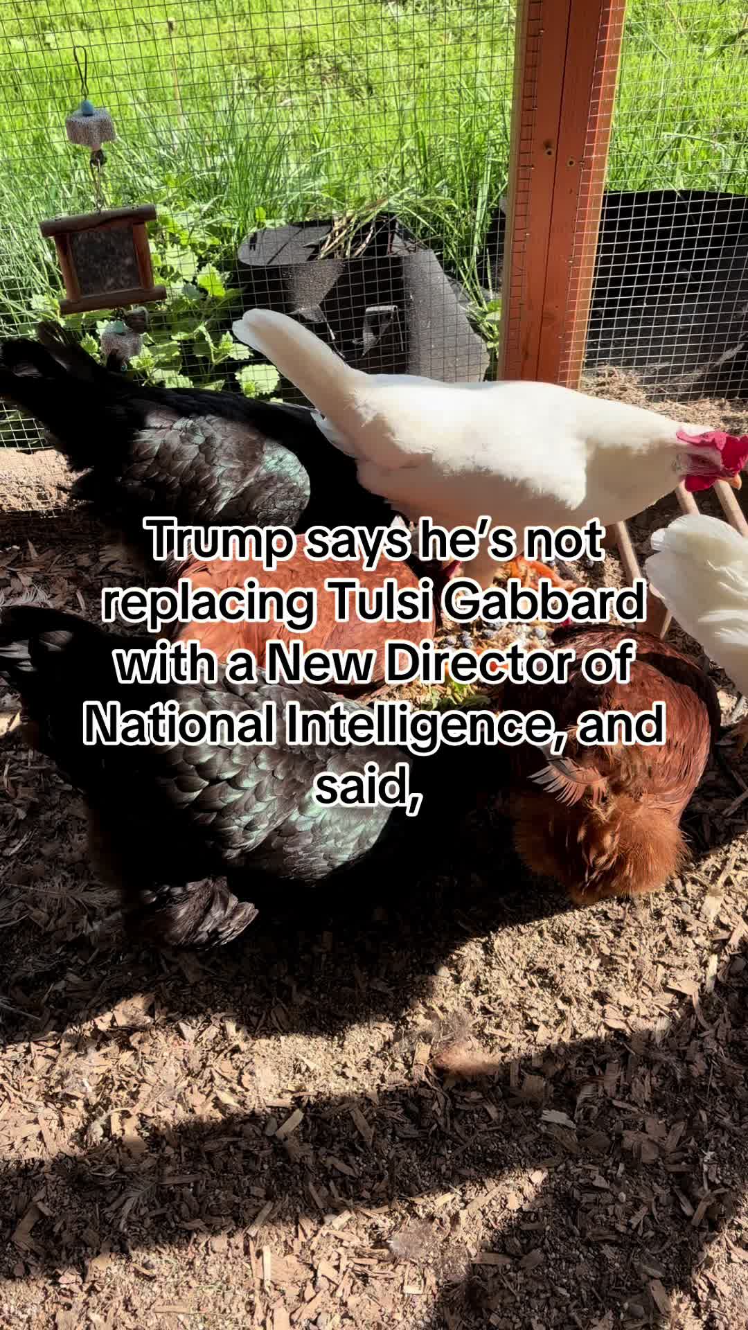 @Resistance Homesteaders