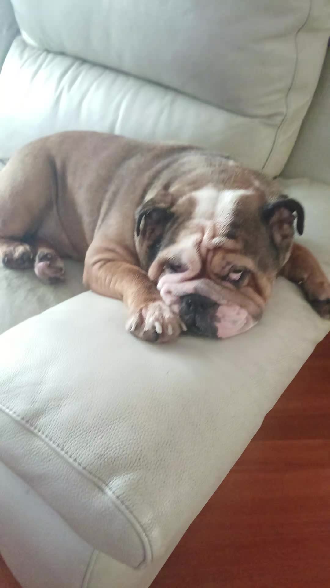 @Cri🐾M❤️rghy🐾labulla❤️
