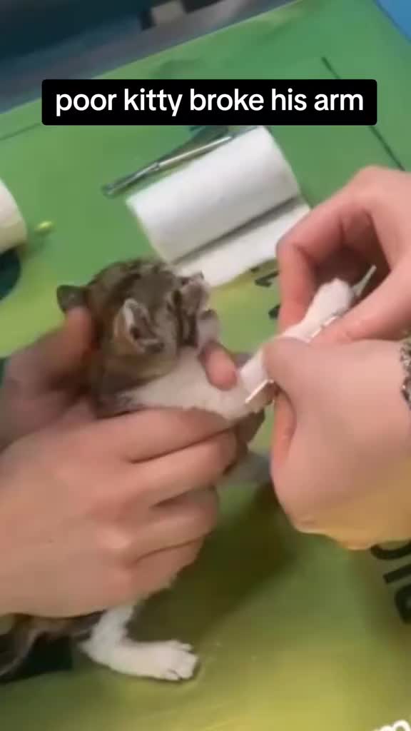 @catnipcrazee
