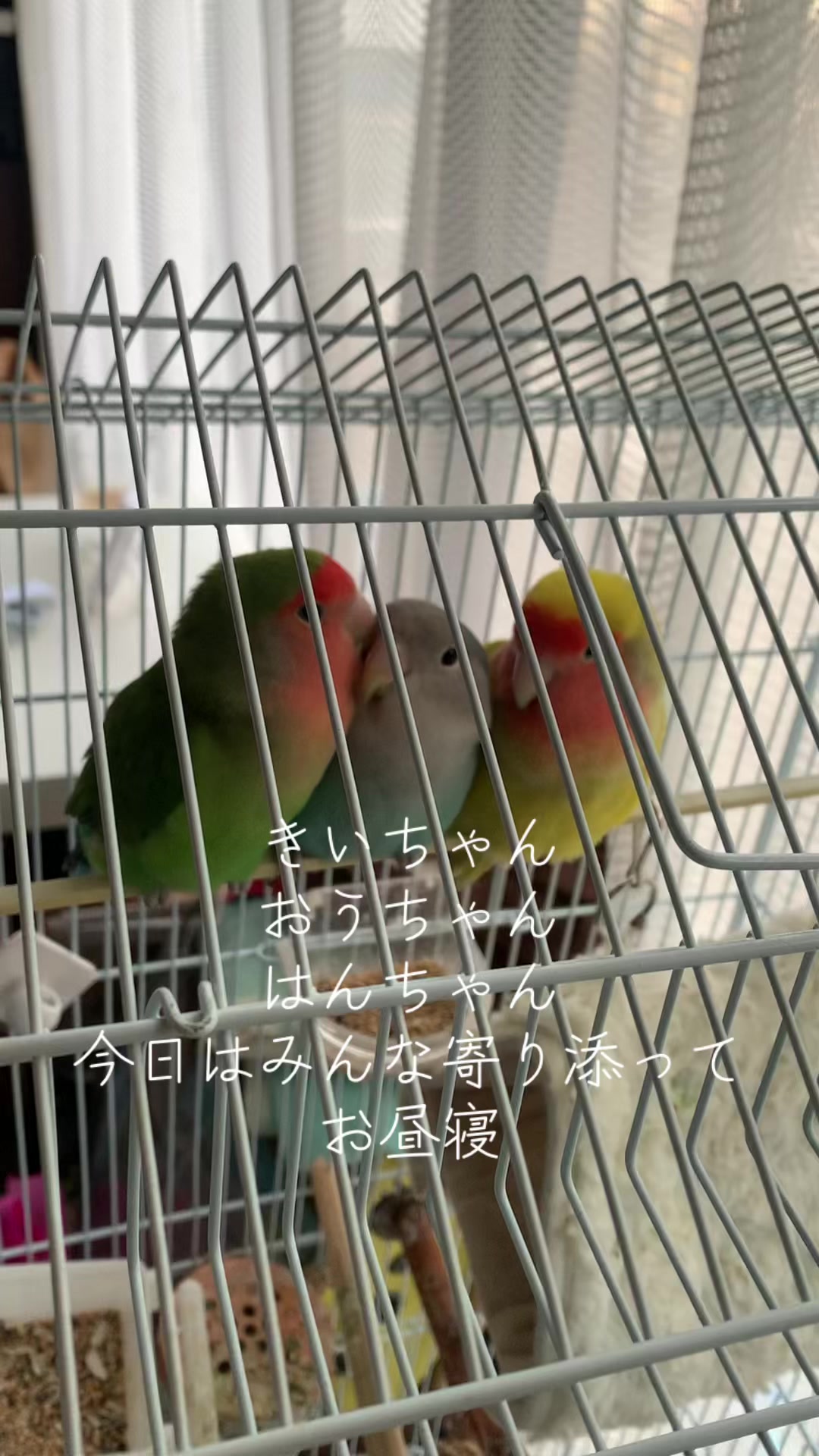 @🦜amaharu🦜