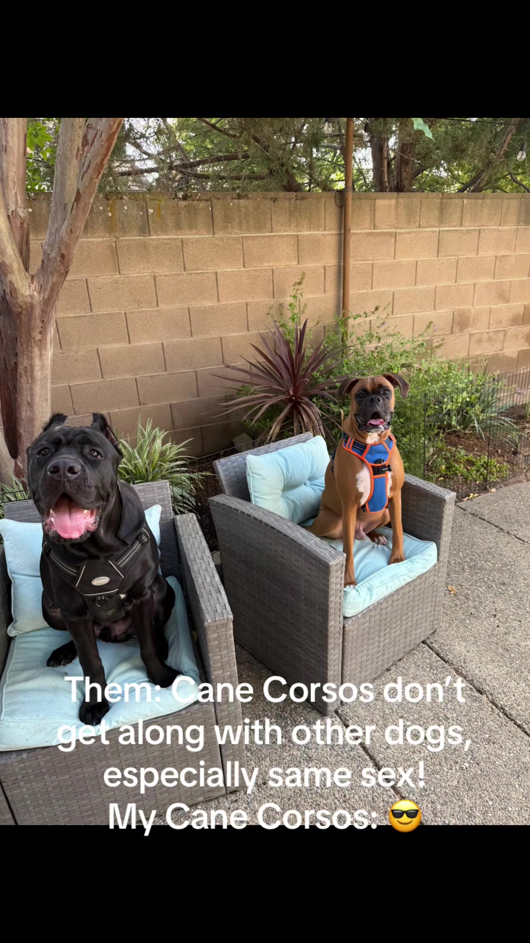 @Bo&rsquo;s Legacy Corsos