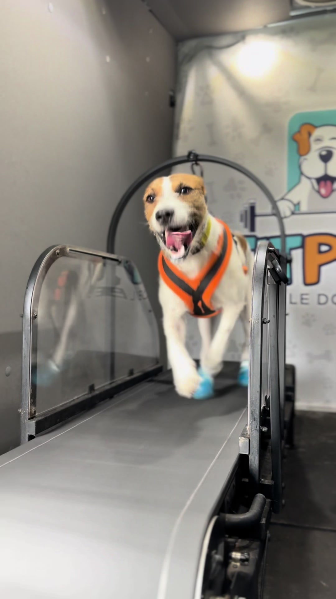 @FITPUP Mobile Dog Gym